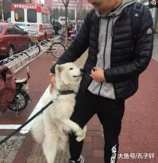 萨摩耶见到帅哥变花痴，抱着男士的腿不放，主人在一旁傻傻的苦笑！