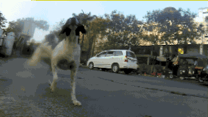 流浪狗一天的遭遇，看完莫名心酸