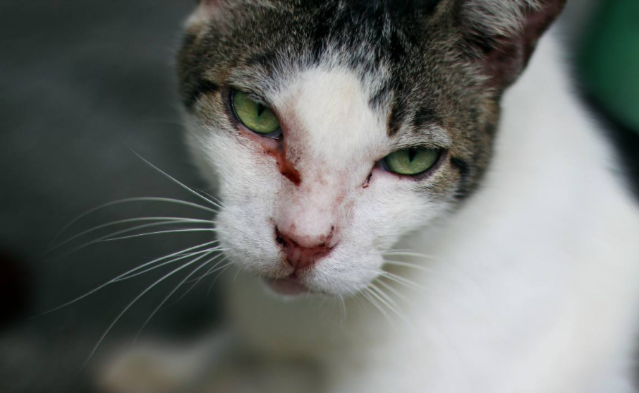 猫咪受伤化脓要注意什么？