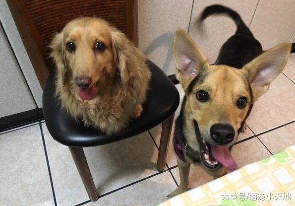 狗狗柔亮秀发卡满青菜渣还吐舌灿笑，很满足样子的主人崩溃