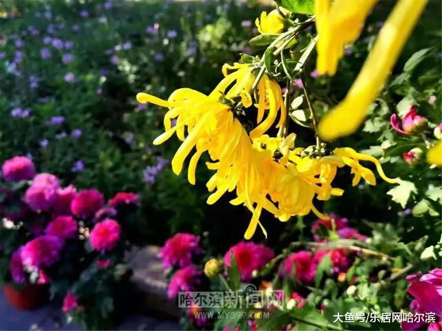 中国亭园补植更换大量盛开的菊花丨等你来逛拍逛拍过十一