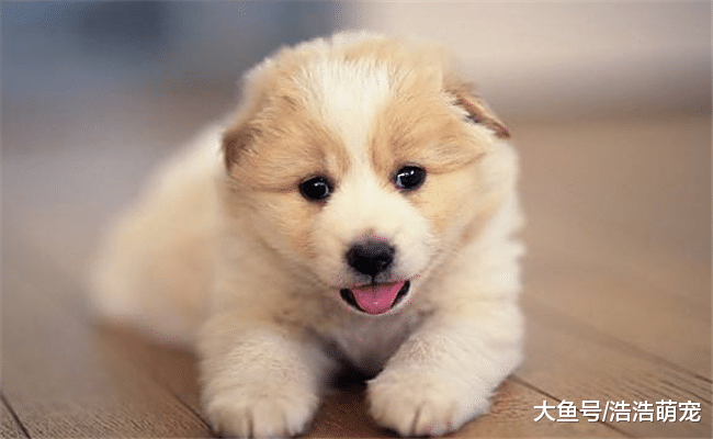 如果狗狗“甘愿”让你碰它这5个东西, 说明它真的把你当主人了!