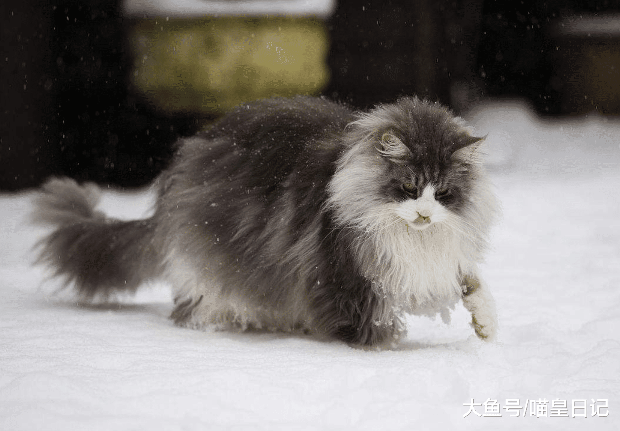 喵星人爱一个人会有什么表现? 网友: 以下四点我家猫都满足!