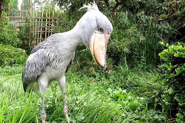 地球上10大濒危物种，白鳍豚和中华鲟均上榜，你见过吗？