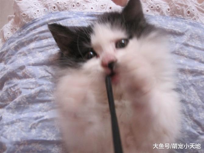 先天瘫痪的小奶猫20天就没了妈妈，被好心人收养后获得满满的爱