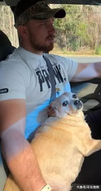 一只被养成猪的狗，出门都要小推车拉着，却帮助主人走向人生巅峰