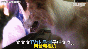 边牧追剧成瘾，为了避免它近视，铲屎官想出了这样一个办法...