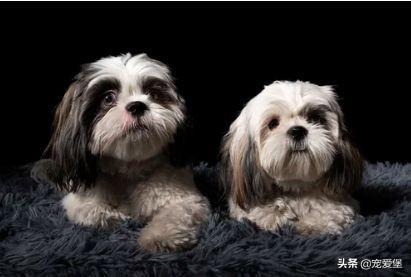 全国数百家宠物店都在做这件事——营业额翻倍, 做到这点就够了!