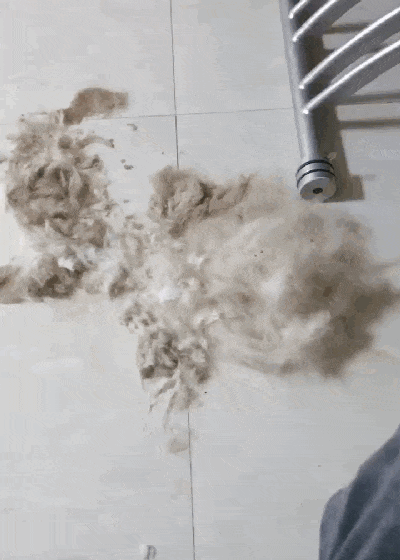 主人给拉布拉多剃毛，狗生气倚着墙生无可恋，狗：我不要面子的吗