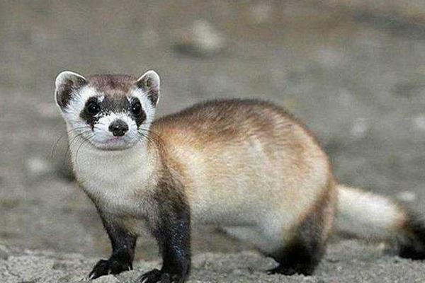 地球上10大珍稀动物，苏门答腊虎和大熊猫上榜，你知道几种？