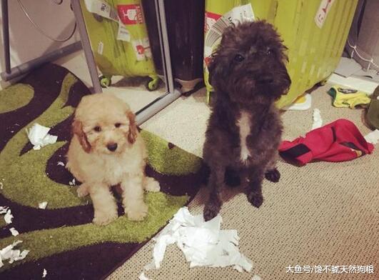 养“两只狗狗”的5大好处，相信只有养过的人才明白