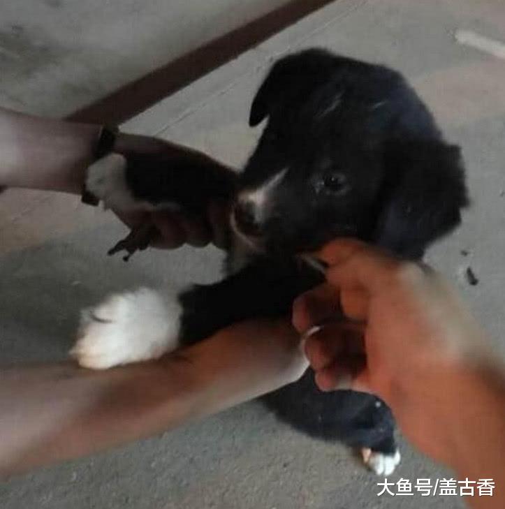 山脚捡到只小奶狗，带回家后奶奶大发雷霆：赶紧丢了，这狗不吉利