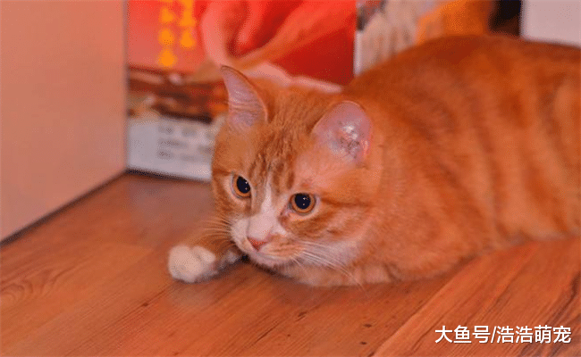 猫咪为啥会冲你叫? 原因有5个, 新手知道的不多!
