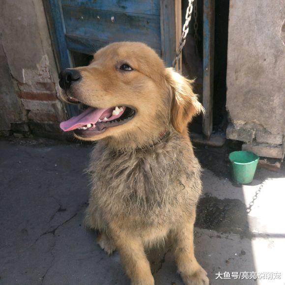 金毛走丢后被人收养了，生活条件虽不好，但它很开心