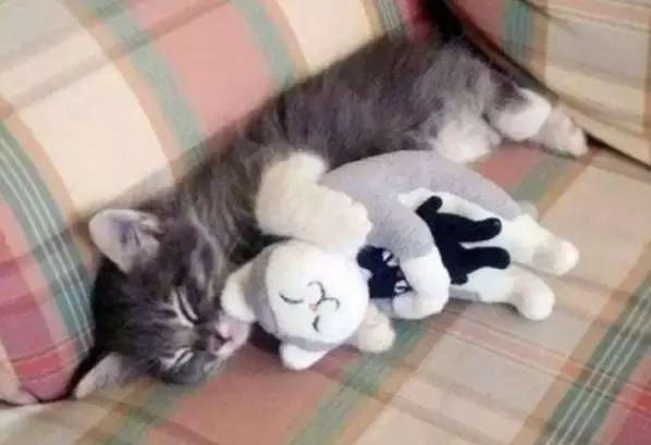 抱著毛絨玩具睡覺的萌寵們