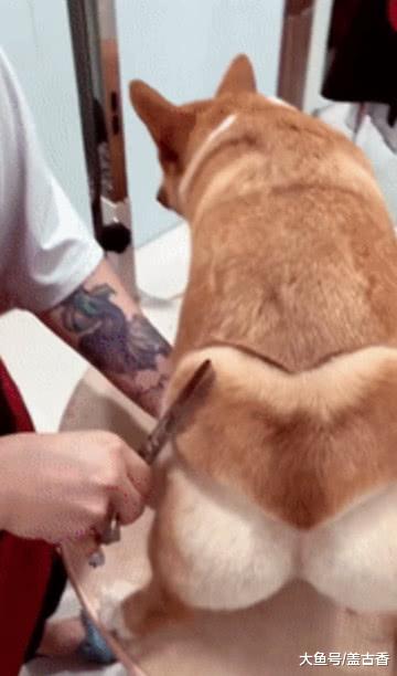 給柯基做吸引眼球的造型，一出門絕對是整條街最靚的仔！