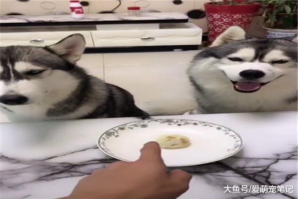 网友用包子把二哈支走后，却给另一只同伴吃鸭腿，被发现后好尴尬