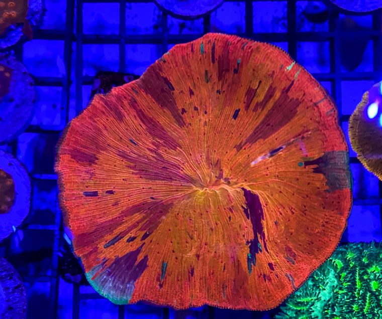 国外珊瑚售卖店和国内有何不同，5种最受欢迎的珊瑚告诉你