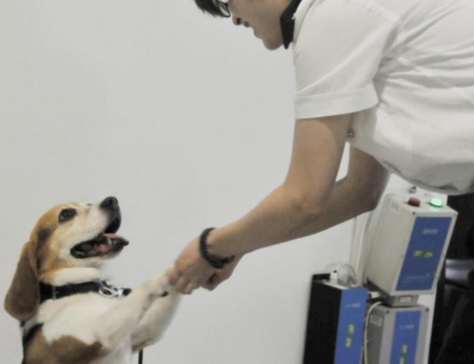检查犬被玉米吸引, 拦住奶奶不让走, 狗子: 留下买路玉米