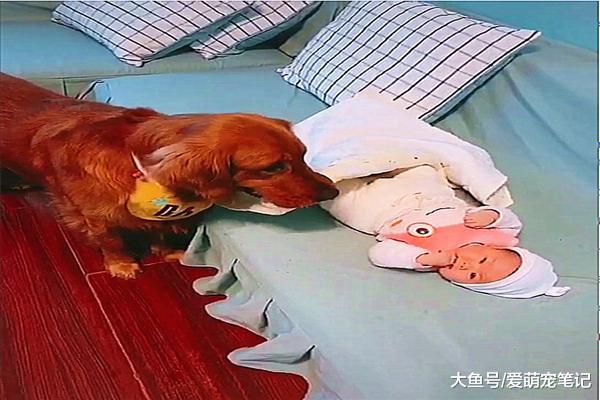 小主人每次睡觉时，金毛都会像保姆一样盖被子，全网最专业的的汪