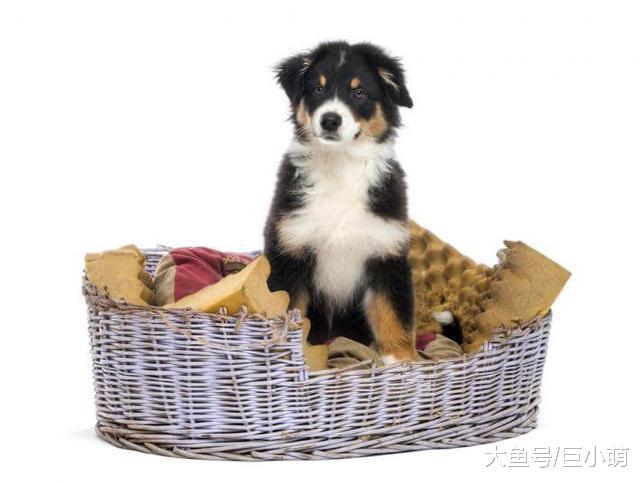 狗狗学会这6个技巧，可以救命也可以炫技