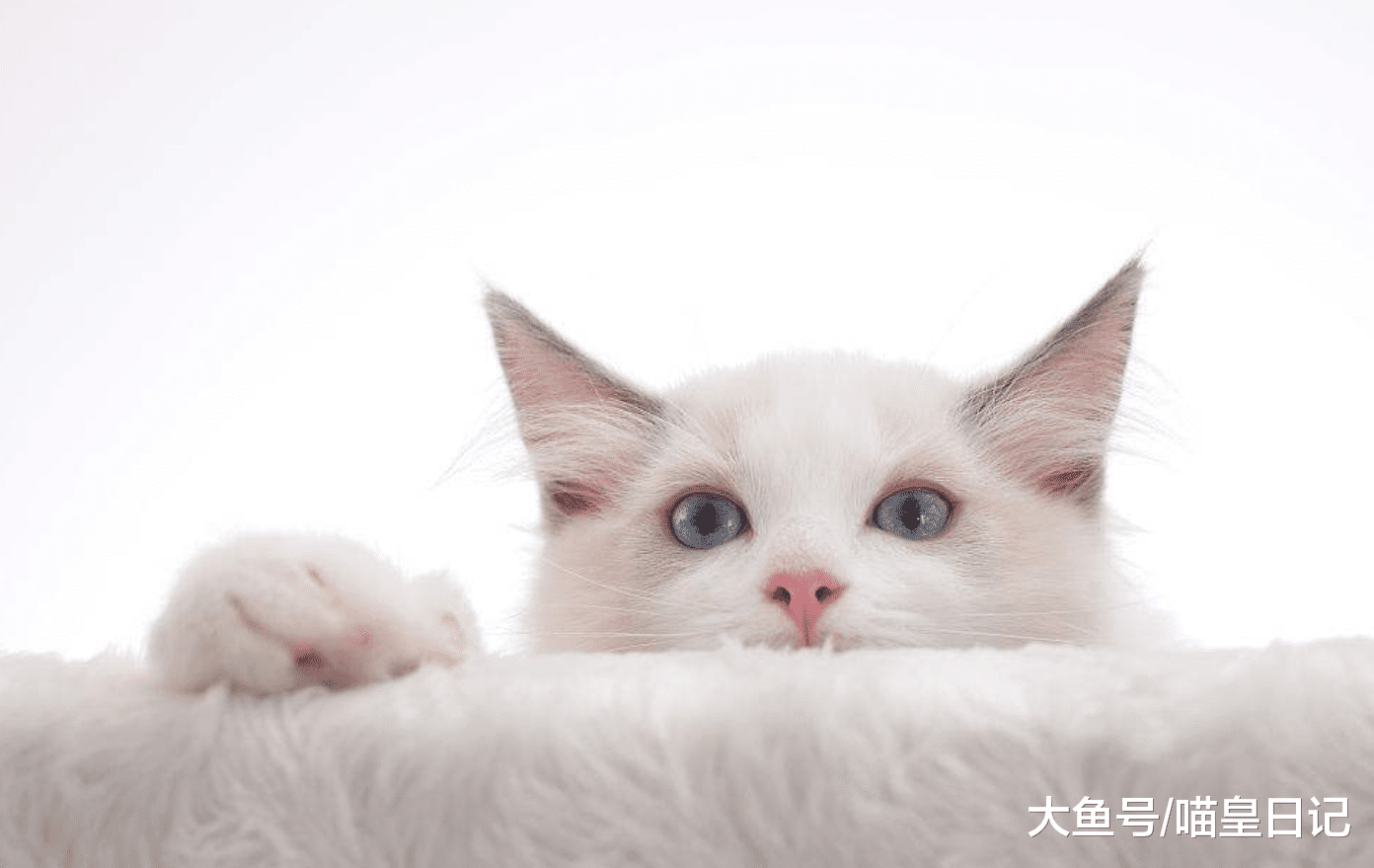资深铲屎官告诉你关于喵星人的四个秘密, 快来看看你都知道吗?