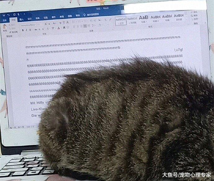 同学去图书馆自习却发来一张图，笑得半天没缓过来：这猫是个狼人