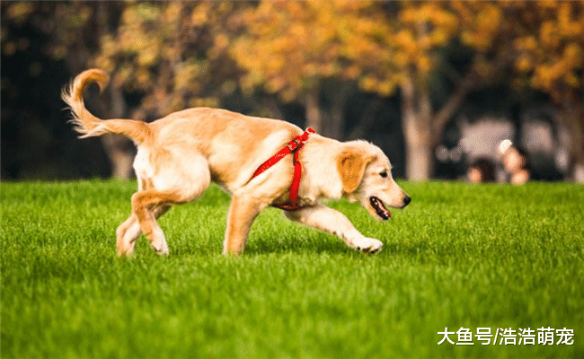 下面5種狗狗占有欲最強，請不要隨便靠近它的主人，不然會出事！