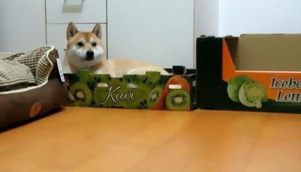 柴犬只肯睡纸箱，狗床都不看一眼，论固执柴犬估计排第一！