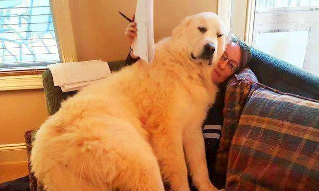 想知道你家狗有多愛你嗎？從狗這幾個舉動中表明，你家狗做過嗎？