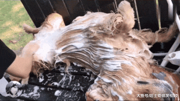 网友给金毛洗澡，却因“瘫死”的表情走红，像过年宰完的猪