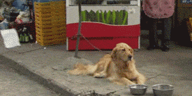 什么才叫做正确的遛泰迪？