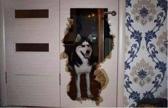 二哈习惯性拆家，主人一气之下把它绑进厕所，第二天主人哭了