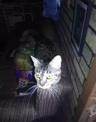 娇小猫咪杀死致命毒蛇，带到主人面前邀功，主人大为赞赏