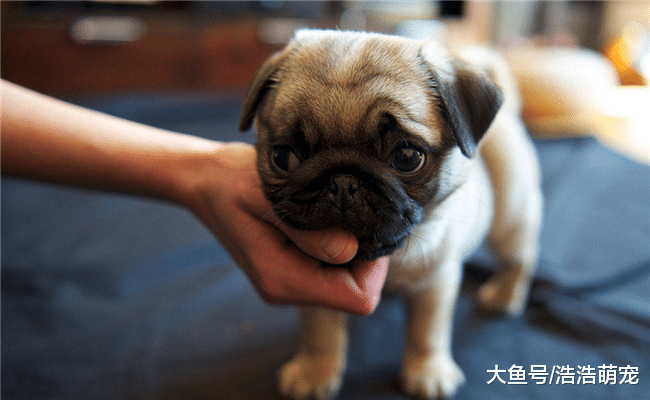 狗狗最害怕的5样东西, 尤其第5种, 会让它们“心死”