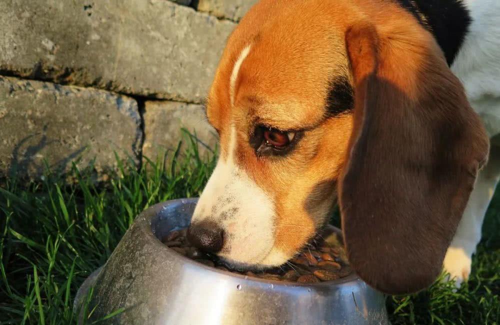 养狗狗有什么需要知道的？——营养饲喂篇