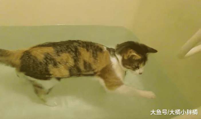 两只小猫友谊深厚，一只小猫喜欢玩水，另一只小猫伸手想要救援