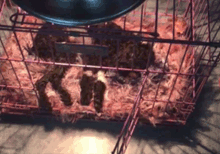 流浪贵宾犬3天不吃喝，做手术时发现，肠道里全是烂布槟榔和塑料