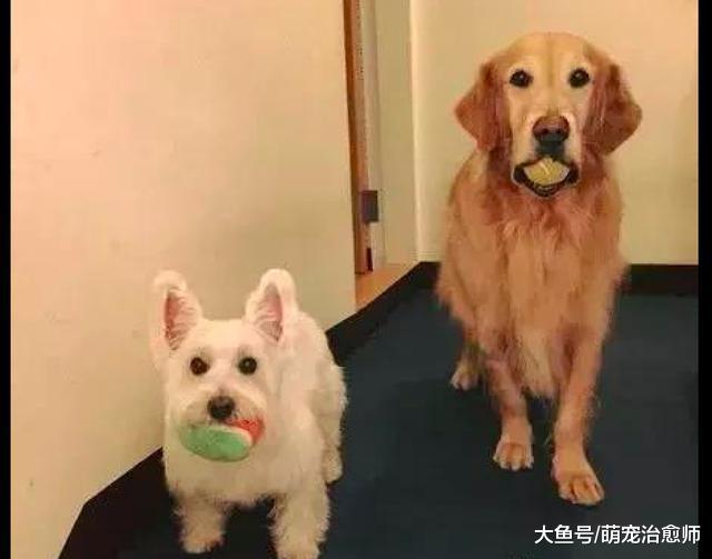 每当主人要出门时，两只狗狗的笑容都凝固了，这是有多不舍呀！