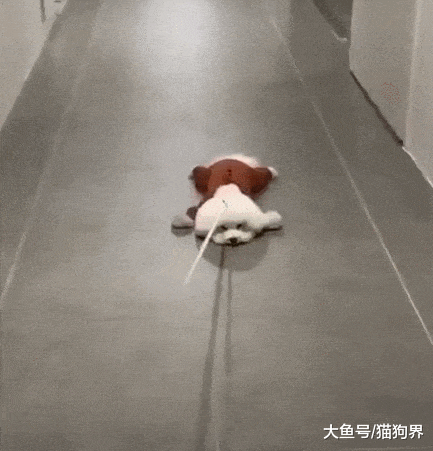 狗子耍赖说什么也不走了, 铲屎官只好把它拖回家, 狗: 滑行得劲儿
