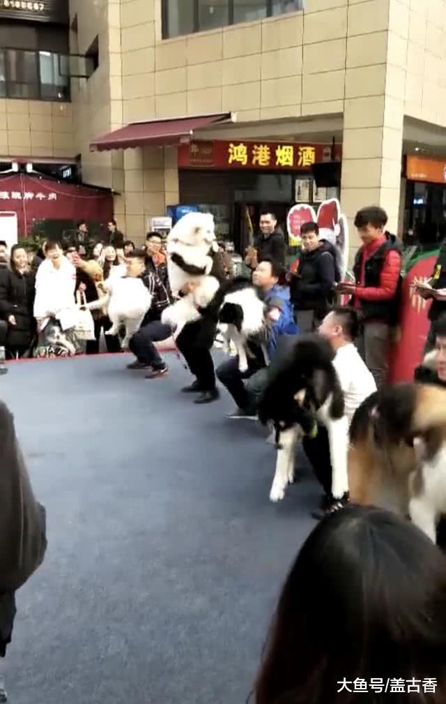 狗狗运动会中，硬生生变成狗主运动会，狗子的心里一定是拒绝的！