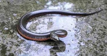 「水蛇」泥蛇是中国水蛇为游蛇科水蛇属的爬行动物