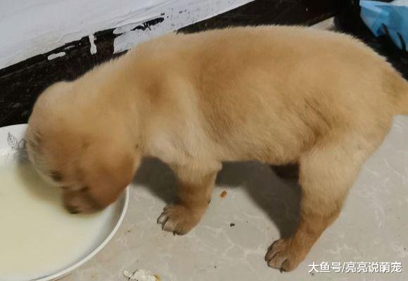 剩菜剩饭用来养拉布拉多，它很喜欢吃，狗：能吃饱就行