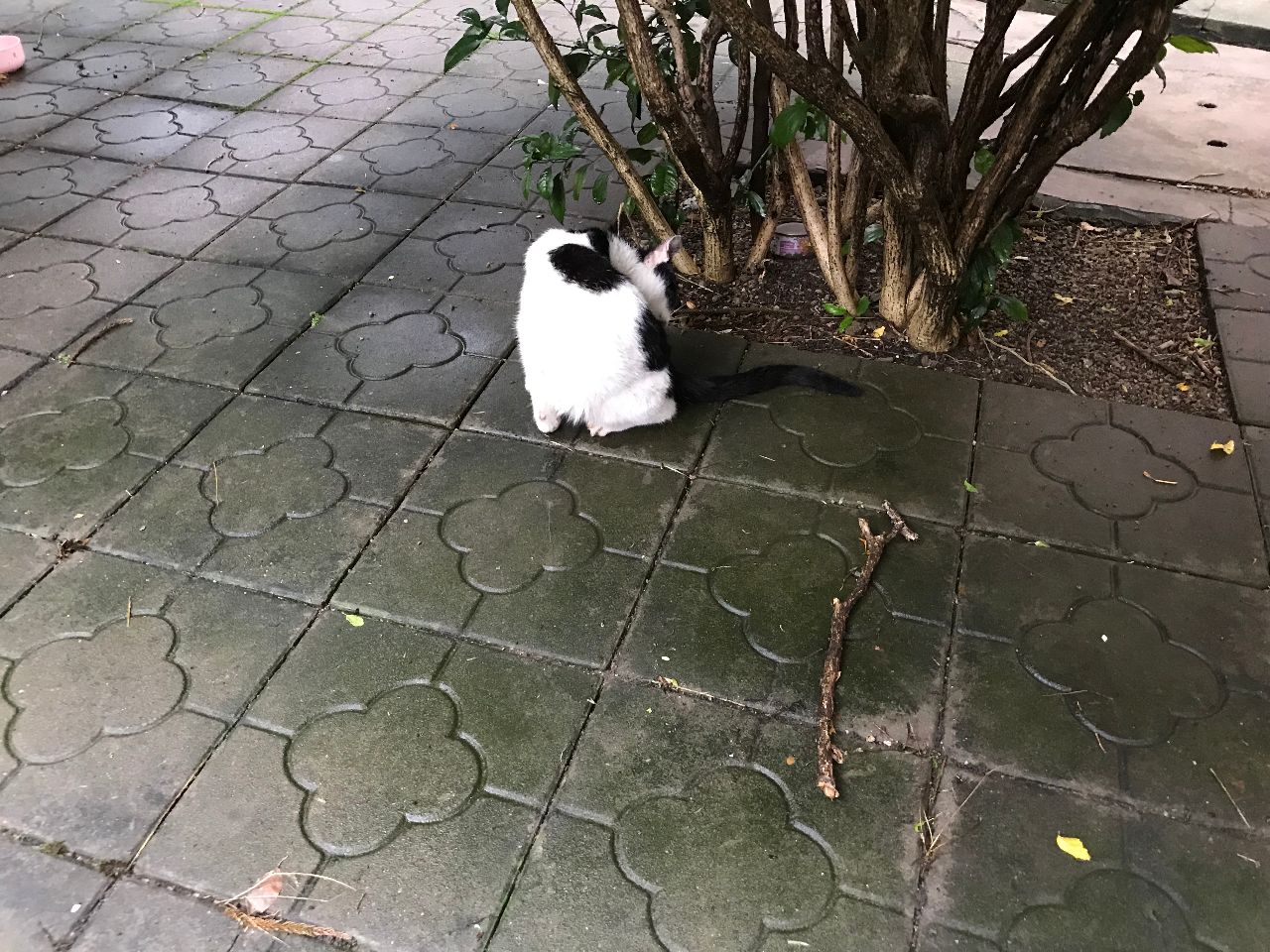 家里两只猫，好像在比赛谁比较干净，都在疯狂舔毛