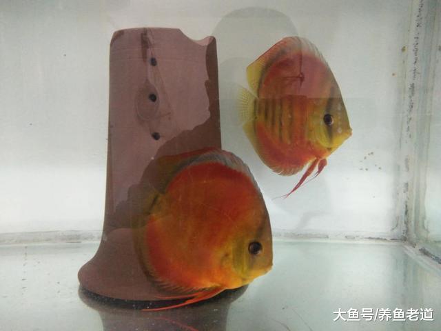 给七彩神仙鱼进行体表检疫，就是用药物进行杀菌处理吗？