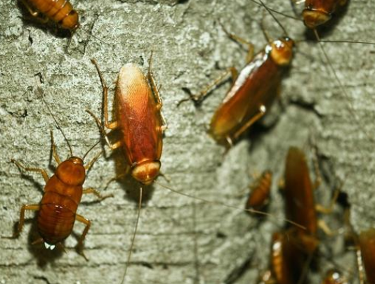 屋内蟑螂多了脚不能踩，一种植物放家中，从此你家不再有蟑螂