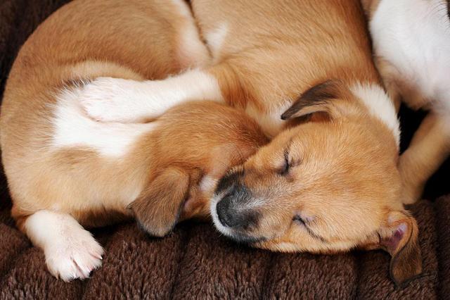 养狗这么多年, 关于狗狗的6个小秘密, 你知道几个?