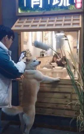 難怪秋田犬這么多人喜歡，比中華田園犬萌多了，看看網友的秋田犬