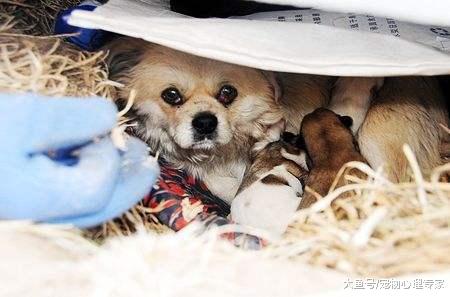 辟谣, 狗生一崽不好吗? 其实狗狗生崽数量和品种有关系