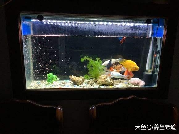 魚缸水流過大，對于某些觀賞魚的傷害也是很大的！